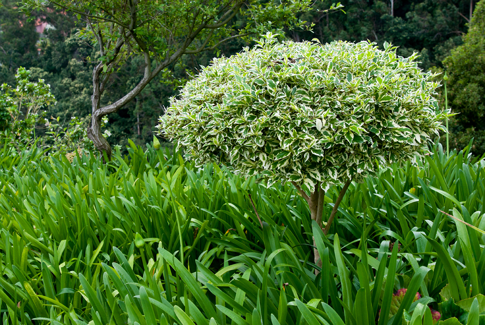305_Madera_Jardim Tropical Monte Palace.jpg